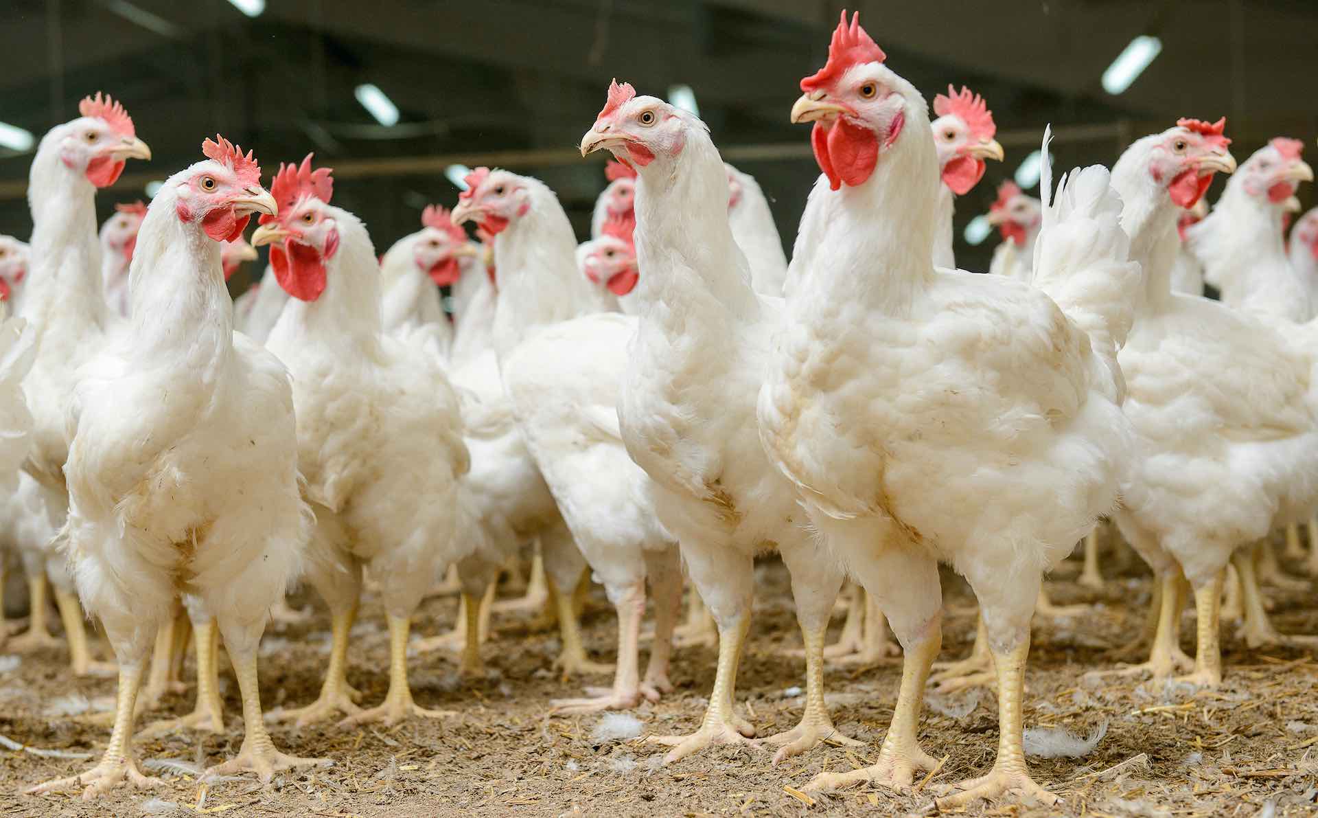 Bird flu outbreak reported on a small farm in South Africa Africa